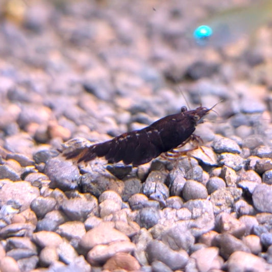 Black Choco Shrimp