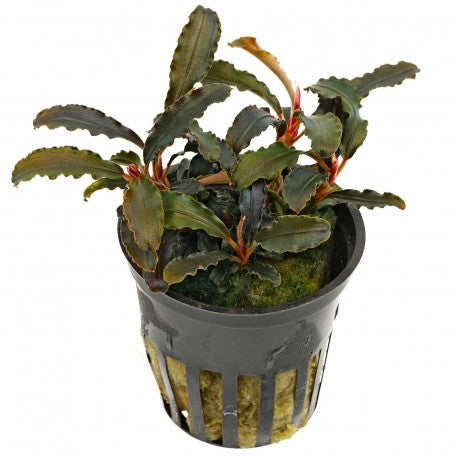 Bucephalandra Kedang 5cm pot