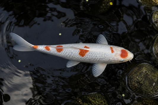 Usaki Koi