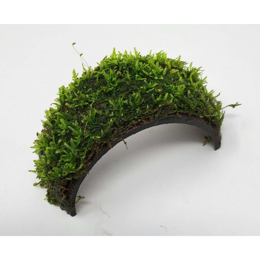 Coconut Bracelet with Java Moss