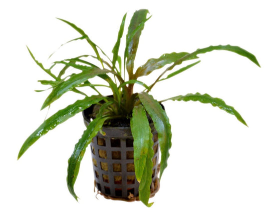 Cryptocoryne Costata 5cm Pot