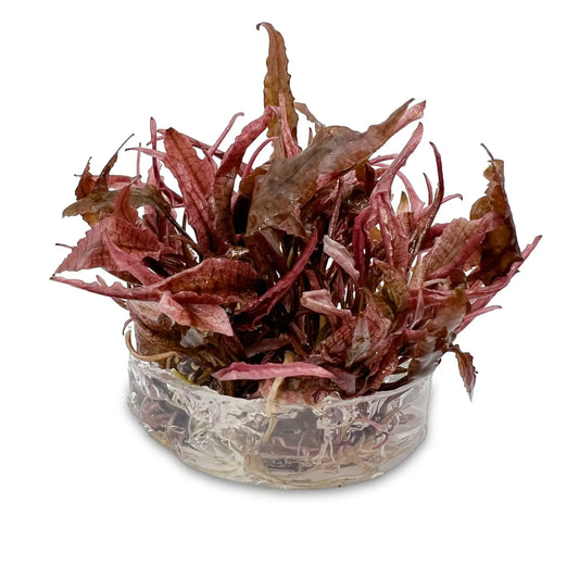 Cryptocoryne Flamingo - Easy Grow