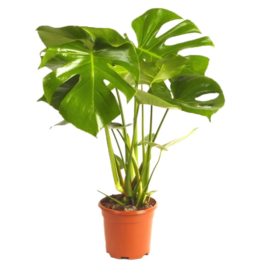 Swiss Cheese Plant - Monstera Deliciosa 12cm