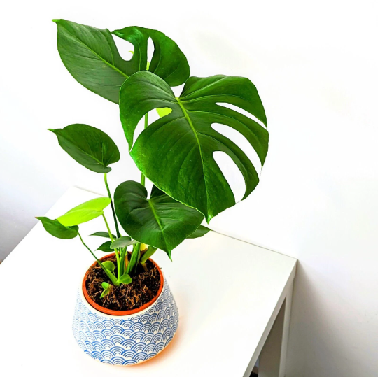 Swiss Cheese Plant - Monstera Deliciosa 12cm