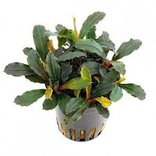 Bucephalandra Lamandau