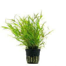 Juncus Repens