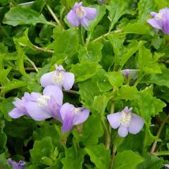 Mazus Reptans - (Creeping Mazus) 1 ltr