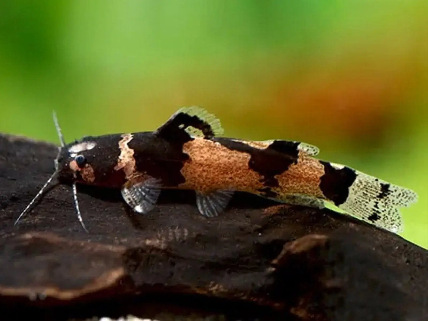 Dwarf Marbled Catfish 3-4cm