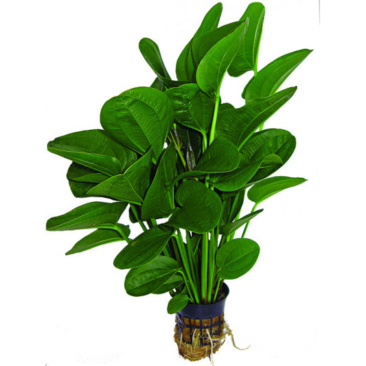 Echinodorus Radicans 8cm Pot