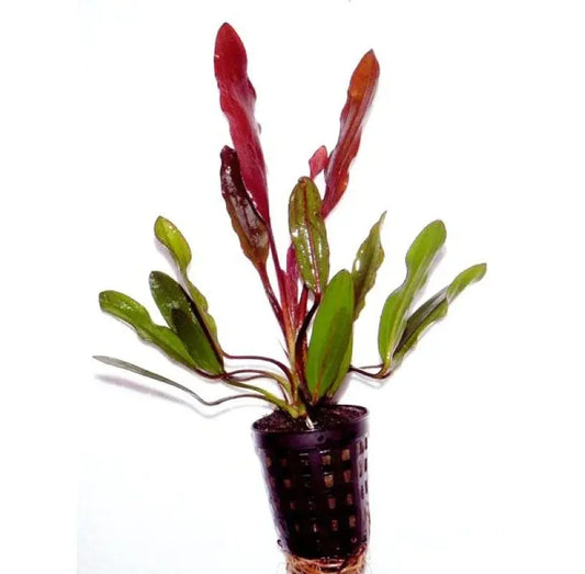 Echinodorus Red Devil 5cm Pot