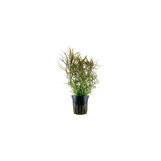 Eustralis Stellata Grof 5cm Pot