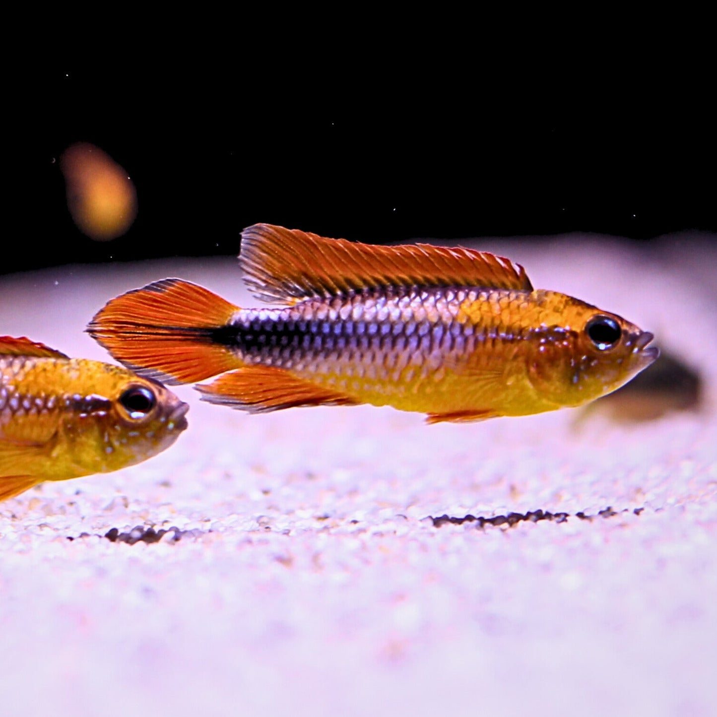 Apistogramma Agassizi Fire Red