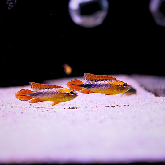 Apistogramma Agassizi Fire Red