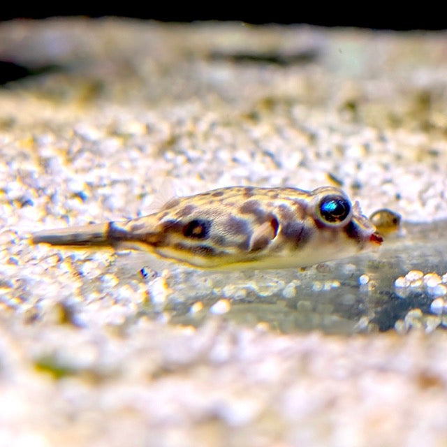 Fahaka Pufferfish
