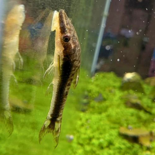 Otocinclus Marinae
