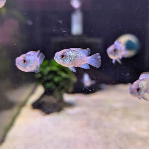 Electric / Neon Blue Acara