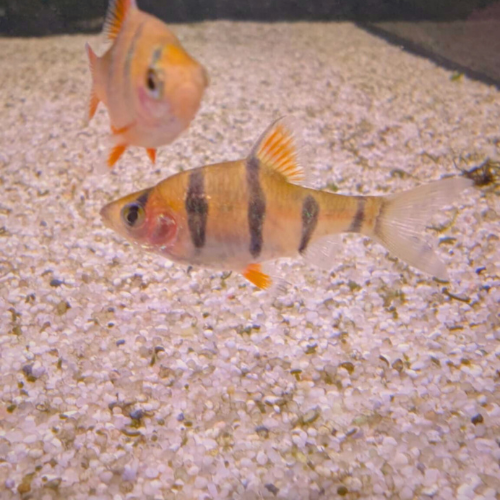 Five Banded Barb