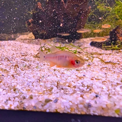 Emerald Dwarf Rasbora