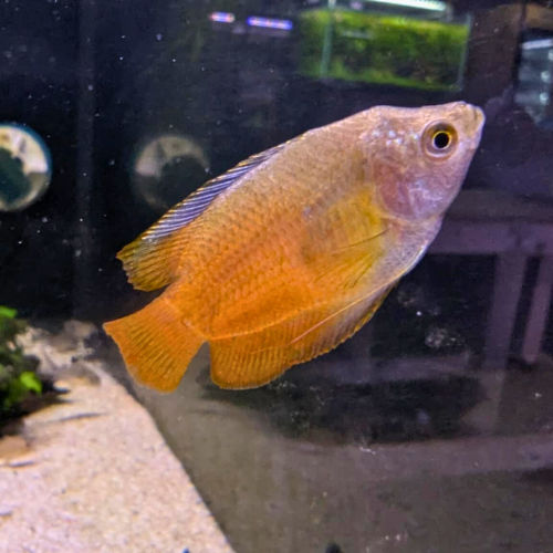 Red Dwarf Gourami