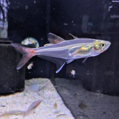 Glass Bloodfin Tetra