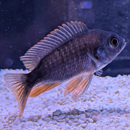 Redfin Hap