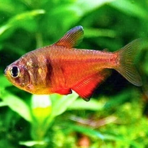 Diamond Flame Tetra
