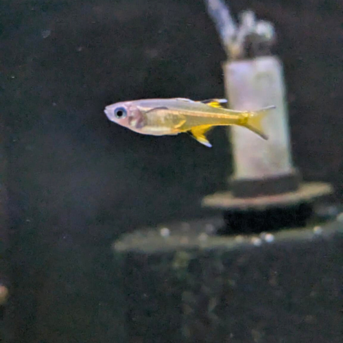 Pacific Blue-eye