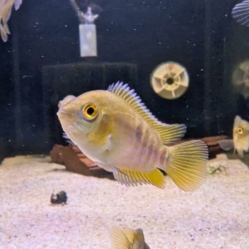 Rainbow Cichlid