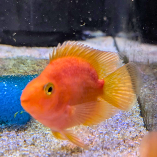 Blood Red Parrot Cichlid