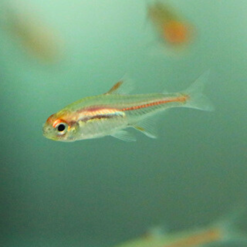 Glowlight Tetra