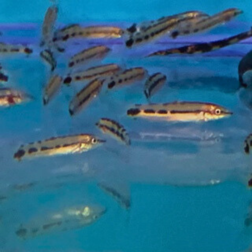Dwarf Chain Loach