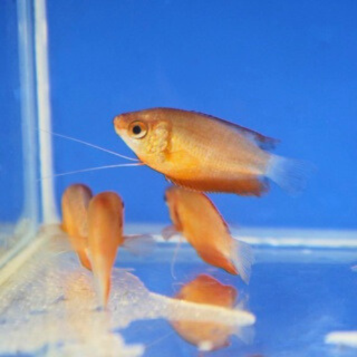 Red Honey Gourami