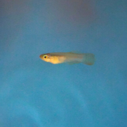 Normans Lampeye