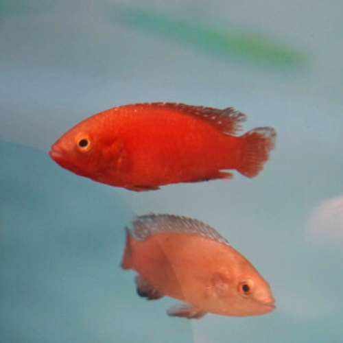 Turkana Jewel Cichlid