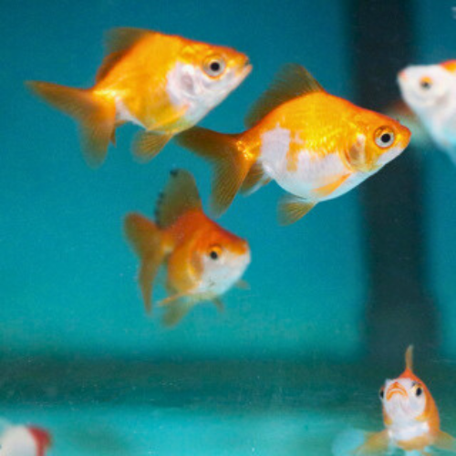 Ryukin Goldfish