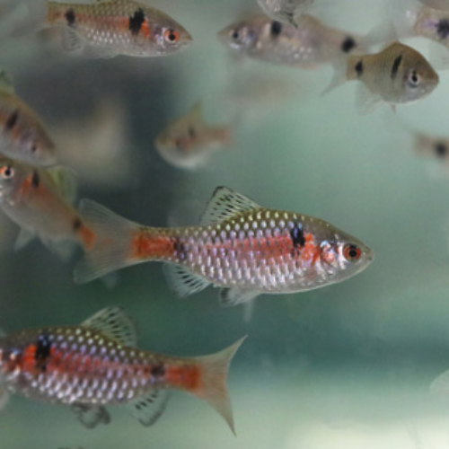 Odessa Barb