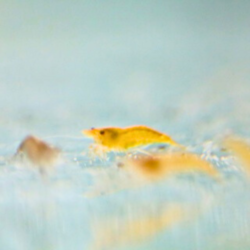 Orange Shrimp