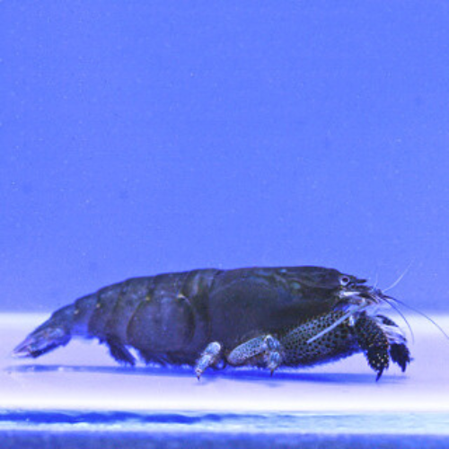 Armoured Shrimp
