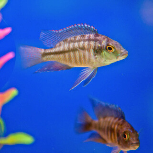 Mixed Malawi Cichlids