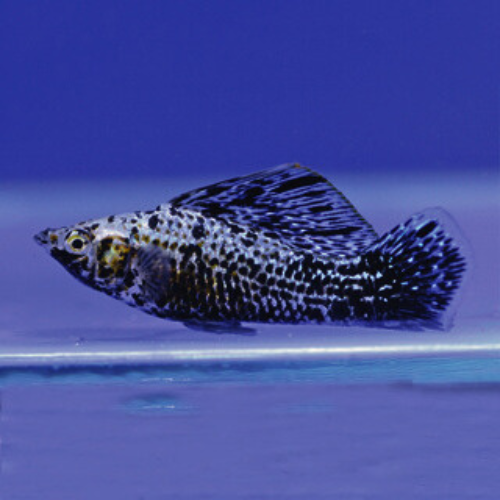 Sailfin Molly