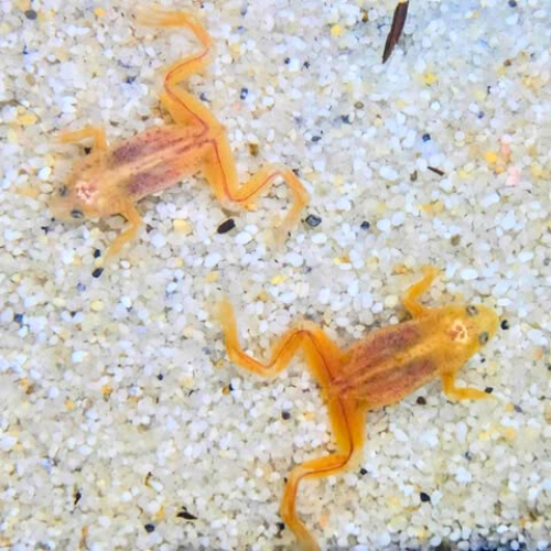 Gold African Dwarf Frog