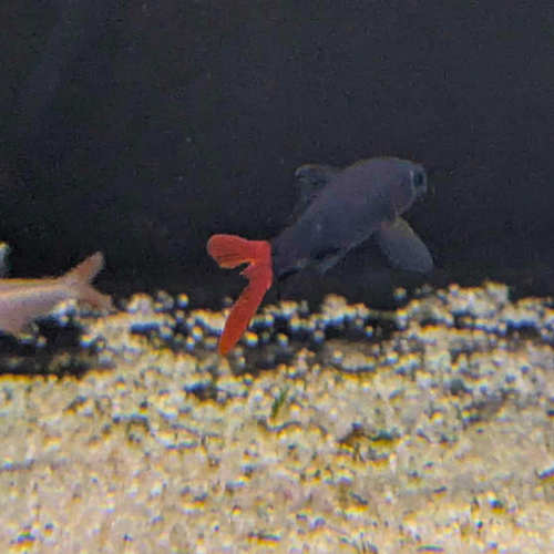 Red Tailed Black Shark