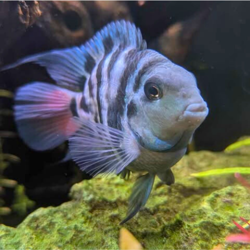Polar Blue Cichlid