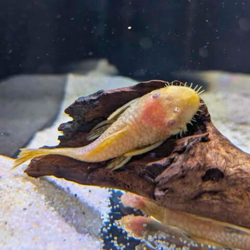 Gold Ancistrus Bristlenose Catfish
