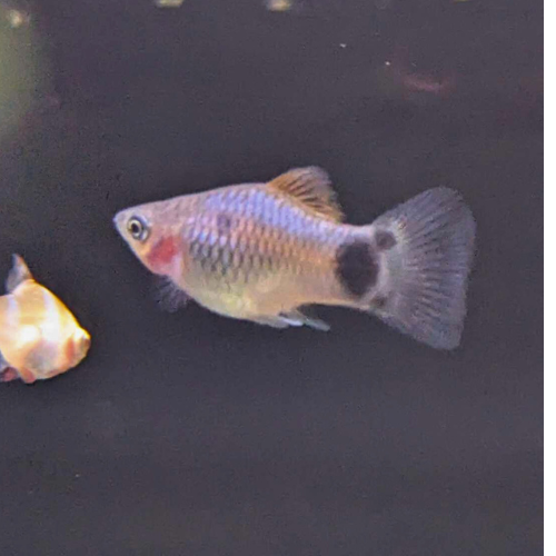 Mickey Mouse Platy