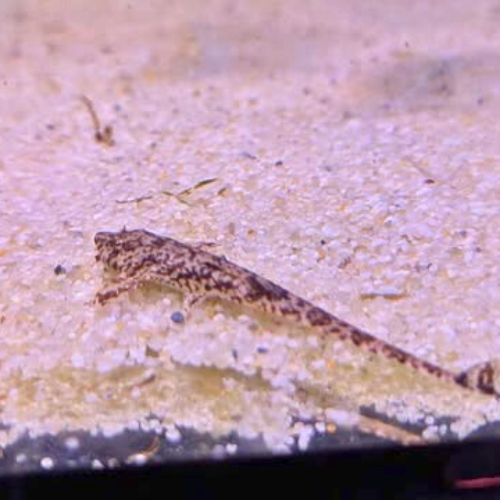 Whiptail Catfish