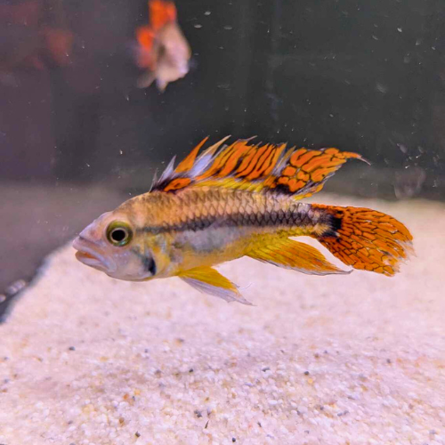 Apistogramma Cacatuoides Double Red