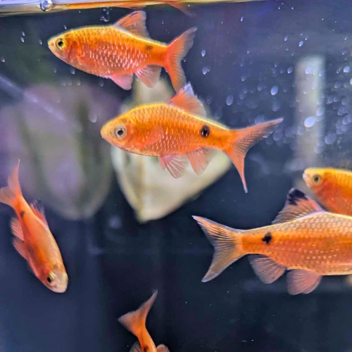 Rosy Barb