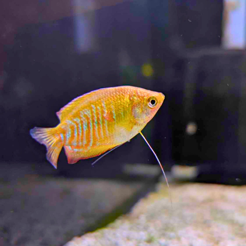 Rainbow Dwarf Gourami