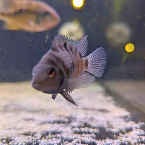 Convict Cichlid